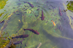 How Thick Should Toughened Pond Glass Be?